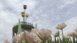 となみチューリップフェア閉幕 29万3千人が来場「外国人客」は過去最多 台湾客が9割占める 富山|TBS NEWS DIG