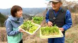 独特の苦みがたまらない春の味…お待たせ! 信州の山の恵み山菜シーズン到来、採る楽しみと食べる楽しみ、名人に同行!キャスターが山菜採り初挑戦 | SBC NEWS | 長野のニュース | SBC信越放送
