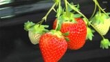 「確実に美味しい」だるま夕日にちなんだブランドイチゴ“だるまいちご”　収獲始まる　|　高知のニュース・天気｜KUTV NEWS | KUTVテレビ高知