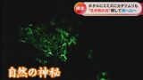 人知れず光る夜の森!?実はミミズもカタツムリも光っていた…発光する生物に魅せられた研究者の日常 | 名古屋・愛知・岐阜・三重のニュース【CBC news】 | CBC web