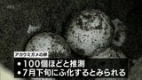 宮崎県の天然記念物　アカウミガメの産卵が日南市の海岸で今年初確認　|　MRTニュース ｜ ＭＲＴ宮崎放送