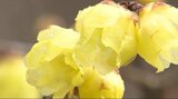 「これが咲いて春」ほんのりと甘い香り…元善光寺で春を呼ぶ鮮やかな黄色の花びらロウバイが開花 長野・飯田市 | SBC NEWS | 長野のニュース | SBC信越放送