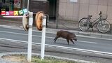 「来た来た来た!」イノシシが岡山市中心部の車道をダッシュ 警察や猟友会が出動 バリケードを張り追い詰めるも…【岡山】|TBS NEWS DIG