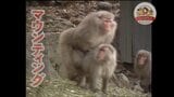 順位の低いサルは「マウンティングして！お願い」とおねだりする…悲しい性（どうぶつ奇想天外/WAKUWAKU）|TBS NEWS DIG