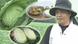 岩手町特産のキャベツ「いわて春みどり」　収穫最盛期迎える　地元の料理店でおいしい味わい方も聞いてみた　岩手　|　IBC NEWS | IBC岩手放送