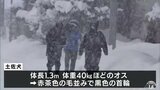 「大きいなんてもんじゃない」体長1.3m・体重40kg『土佐犬』現在も逃走中 26日には中型犬の首を噛み… いまだ見つからず 青森県東北町 | 青森のニュース│ATV NEWS│青森テレビ