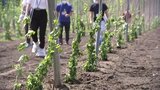 「ソラチエース」栽培をスタート ホップ産地の岩手・軽米町 農家も意欲|TBS NEWS DIG