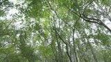キノコ狩りの男性が死亡 集合時間になっても戻らず 県内で山岳遭難が相次ぐ 山梨 | 山梨のニュース | UTYテレビ山梨