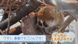 思わずウトウト・・・レッサースローロリスのかわいい寝落ち【ぷくぷくキュンアニマルズ⑩】 | 福島のニュース│TUF