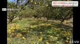 収穫見込み量の3分の2が寒波で落果… 規格外の柑橘がおいしく生まれ変わる!? | 愛媛のニュース - Nスタえひめ|あいテレビは6チャンネル
