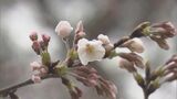 冷たい雨…3日もサクラ開花発表ならず 4日は「可能性ある」福島 | 福島のニュース│TUF