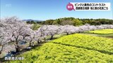 ピンクと黄色のコントラスト　約2000本の桜と30万本の菜の花　西都原古墳群で見ごろを迎える　|　MRTニュース ｜ ＭＲＴ宮崎放送