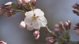 気象台が「青森市で桜の開花を確認」と発表　過去5番目の早咲きに　『標本木』のソメイヨシノは4～5日ほどで満開か　|　青森のニュース│ATV NEWS│青森テレビ