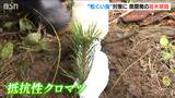 “松くい虫”から松林を守れ！被害軽減へ、新潟県開発『抵抗性クロマツ』の苗木を初植栽|TBS NEWS DIG