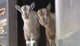 元気にすくすくと成長中！須坂市動物園のトカラヤギに双子の赤ちゃん誕生　4月1日から名前の公募も　|　SBC NEWS | 長野のニュース | SBC信越放送