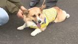 “わん巡査部長”が地域を見守るワン! 41匹のワンちゃんが「犬のおまわりさん」に任命 愛媛 | 愛媛のニュース - Nスタえひめ|あいテレビは6チャンネル