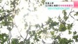 気温上昇!高知県四万十市江川崎と梼原で30℃を超え2025年初の真夏日 22日も蒸し暑い1日に | 高知のニュース・天気|KUTV NEWS | KUTVテレビ高知