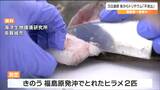処理水放出から3日連続で「不検出」ヒラメ2匹のトリチウム測定|TBS NEWS DIG