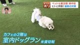 猛暑到来！ペットの熱中症リスクから犬猫を守る最新対策…冷却グッズや水分補給フード、室内ドッグランまで飼い主必見の予防＆注意点|TBS NEWS DIG