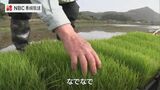 五島市で早期米の田植え始まる | 長崎のニュース | 天気 | NBC長崎放送
