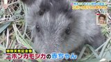 特別天然記念物ニホンカモシカの赤ちゃんが罠に けが無くすぐに解放 | 熊本のニュース|RKK NEWS|RKK熊本放送