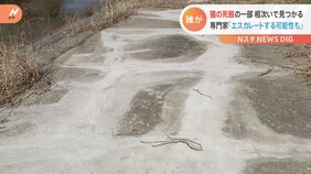 さいたま市内で猫の死骸が相次いで発見 「さらにエスカレートする可能性も」専門家が警鐘|TBS NEWS DIG