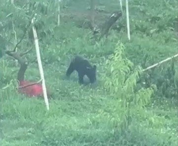 「クマ出没警報」９月末まで延長　目撃は過去5年の8月平均より2割程度増　宮城|TBS NEWS DIG