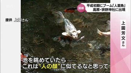 おっさんみたいな顔が多い」「“親”人面魚がいっぱい子どもを産んで