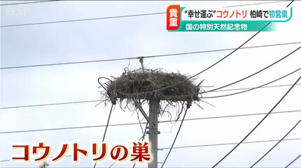 幸せを運ぶ”特別天然記念物『コウノトリ』が初めての巣作り 5月にも