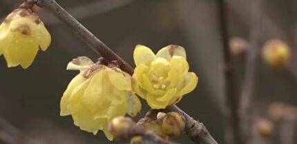 早咲きの梅の花ほころび始める 金沢市・兼六園の梅林 20種類200本 本格