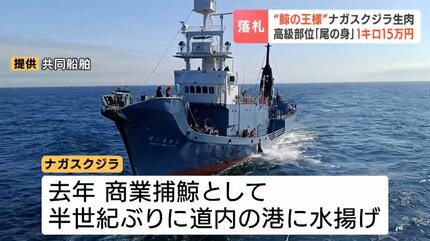 めったに出あうことができない」 ナガスクジラの生肉が札幌の卸売市場