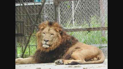 4月以降いなかったけど…徳山動物園に新たにオスのライオンが