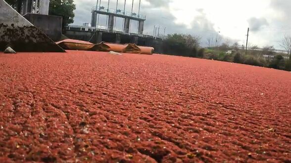 「地獄みたい」用水路が真っ赤に　びっしり浮かぶ厄介者の正体は…【岡山】　|　岡山・香川のニュース | 天気 | RSK山陽放送