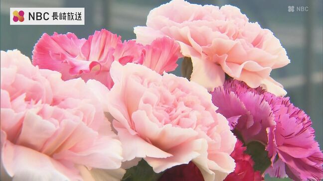 5月11日の母の日を前に　カーネーションの出荷が最盛期　長崎県は全国5位の産出額|TBS NEWS DIG