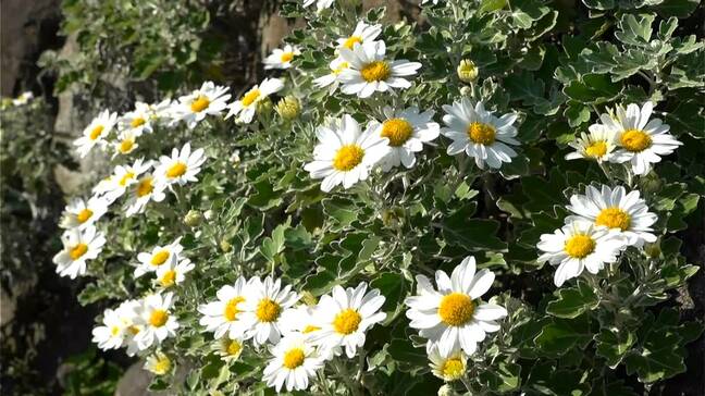 「きょうはいい旅ができそう」冬の訪れ告げる可憐な花　石垣に咲くサツマノギク【かごしま南北600キロ】|TBS NEWS DIG