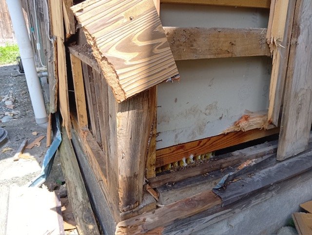 「まったく逃げない」壁の中のハチミツを強引に…クマが民宿を破壊　主人が話す明らかにこれまでとは違う熊の様子と、この行動の意味は（山形）|TBS NEWS DIG