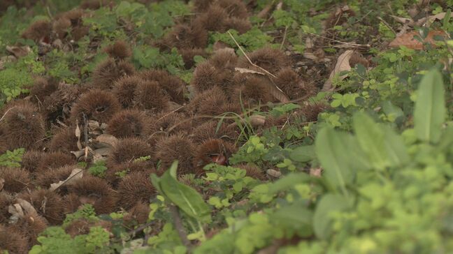 栗拾い中に…クマに襲われ75歳男性が大けが 檻で2頭を捕獲 県は“11月頃まで”注意呼びかけ 人身被害は今年度4件目 岐阜|TBS NEWS DIG