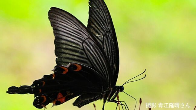 ヒガンバナの蜜を吸うクロアゲハは益虫？害虫？ 武家にとっては優雅さや繁栄を象徴する存在|TBS NEWS DIG