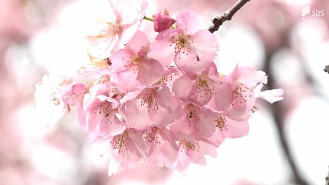 「春が来たぞ」河津桜まつり"見頃宣言" 雪の影響なんのその=静岡・河津町|TBS NEWS DIG