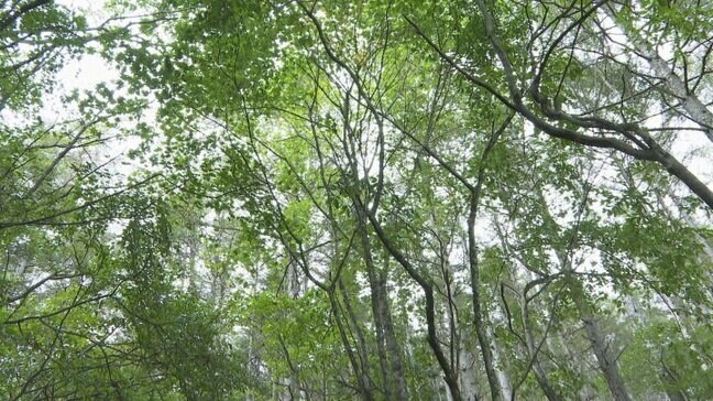 キノコ狩りの男性が死亡 集合時間になっても戻らず 県内で山岳遭難が相次ぐ 山梨|TBS NEWS DIG