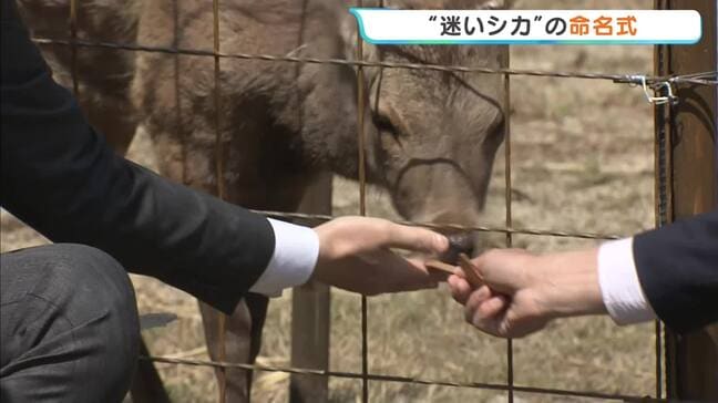 大阪市内で捕獲のシカは「シカやん」に命名　能勢町の温泉施設で命名式　吉村知事と山下知事も出席し「鹿せんべい」など贈呈|TBS NEWS DIG
