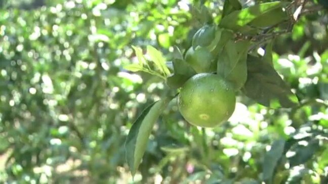 今年もミカンの季節が…「極早生ミカン」の収穫始まる　愛媛・宇和島市|TBS NEWS DIG