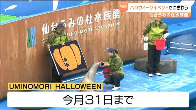 仙台うみの杜水族館がハロウィーンイベント開催 人気のイルカショーもハロウィーン仕様に 仙台|TBS NEWS DIG