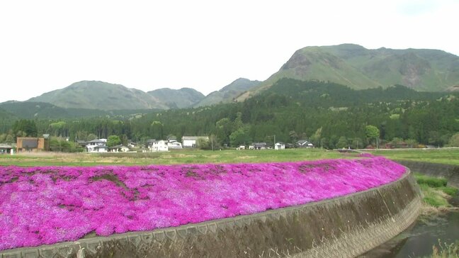 川沿いが”鮮やかなピンク色“　熊本・阿蘇市で住民が植えたシバザクラが見頃|TBS NEWS DIG