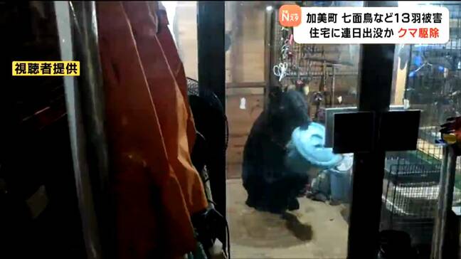 連日出没し七面鳥など13羽食べた「白いテープのクマ」と同一か 住宅周辺のわなにかかったクマ駆除　宮城・加美町|TBS NEWS DIG