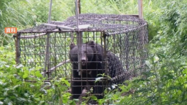 【速報】作業中の男性がツキノワグマに襲われる人身被害 「さっきクマに噛まれた」林業関係の男性、一人で作業していたか 島根県邑南町 島根で今年初【クマに注意】|TBS NEWS DIG