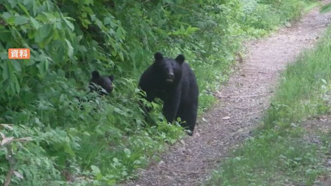 【速報】山間部で男性作業員がクマに襲われ重傷　意識あり　付近で子グマの声　|　BSSニュース | BSS山陰放送