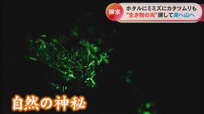 人知れず光る夜の森！？実はミミズもカタツムリも光っていた…発光する生物に魅せられた研究者の日常　|　名古屋・愛知・岐阜・三重のニュース【CBC news】 | CBC web