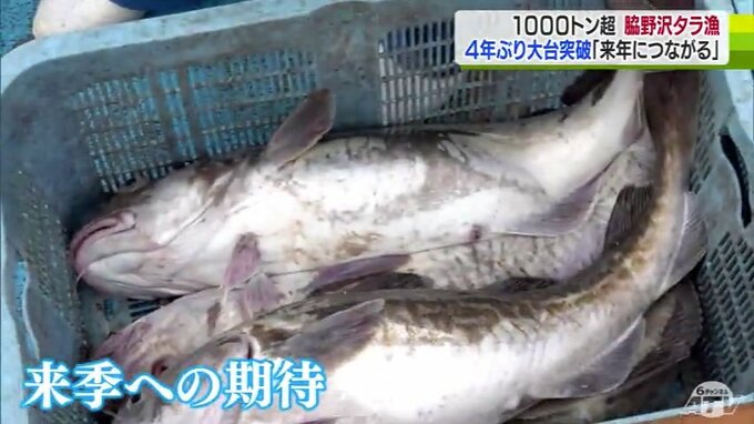 「イカもダメ…サケもダメ…でも『タラ』だけは来てくれた」4年ぶりに大台の1000トン超え達成！の漁協　活気づいた浜　来季も期待！　|　青森のニュース│ATV NEWS│青森テレビ