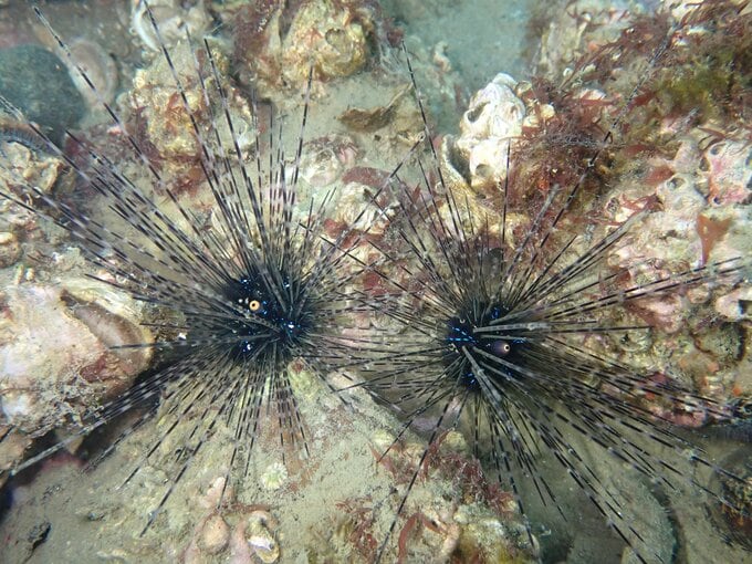 富山湾で危険なウニ確認 トゲに毒 刺さると折れて激しい痛み 海水温上昇が影響か　|　富山のニュース｜天気・防災｜チューリップテレビ